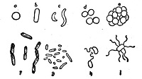 tekening met verschillende basisvormen van bacteriën